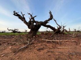 Wine tasting tours to Barossa Valley, visiting the vineyards and wineries.