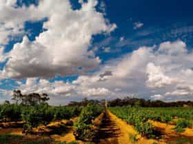Barossa Explorer