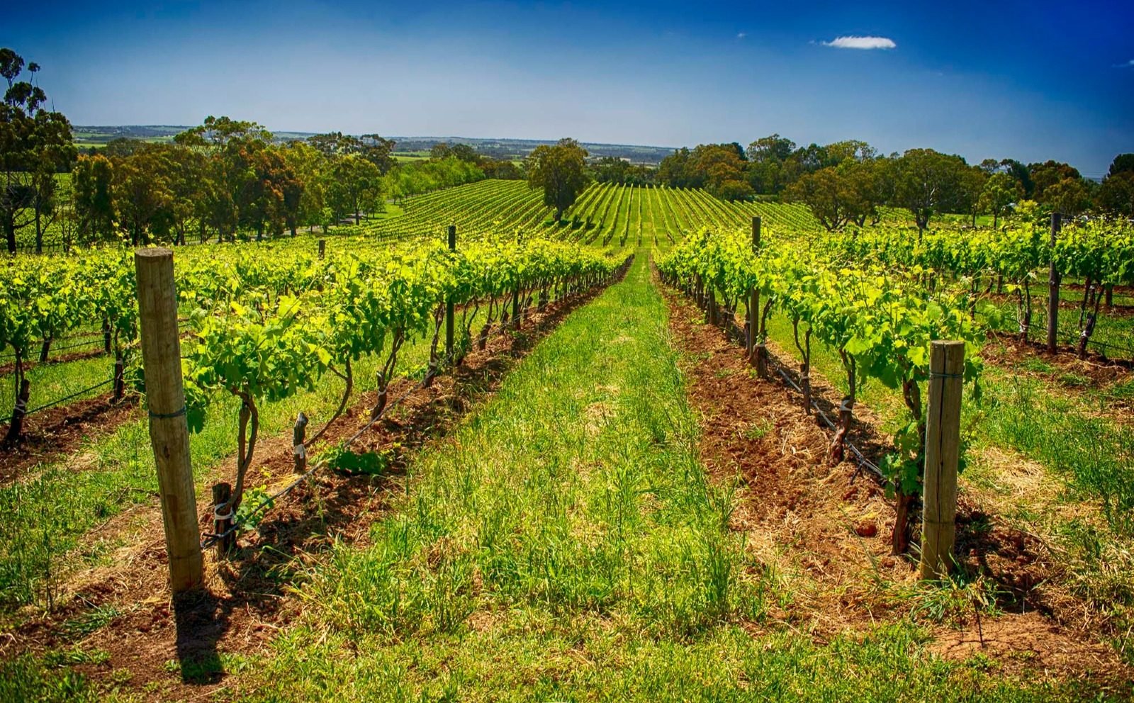 Adelaide’s Top Food & Wine Tours