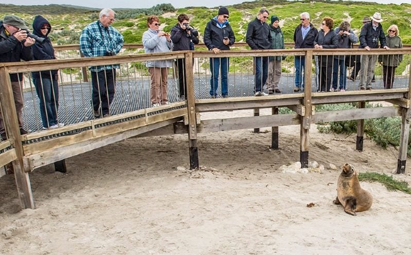 Wildlife and Nature - Seal Bay Conservation Park