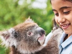 Koala Adventure Tours