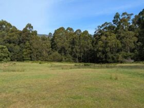 Site 1, sloping land towards the bush with a few flatter spots.