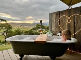 Polygala bath
