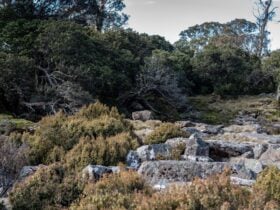 Ben Lomond Camping