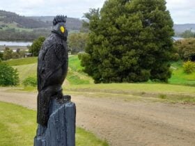 Black Cockatoos' Rest
