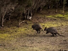 Black River Campground