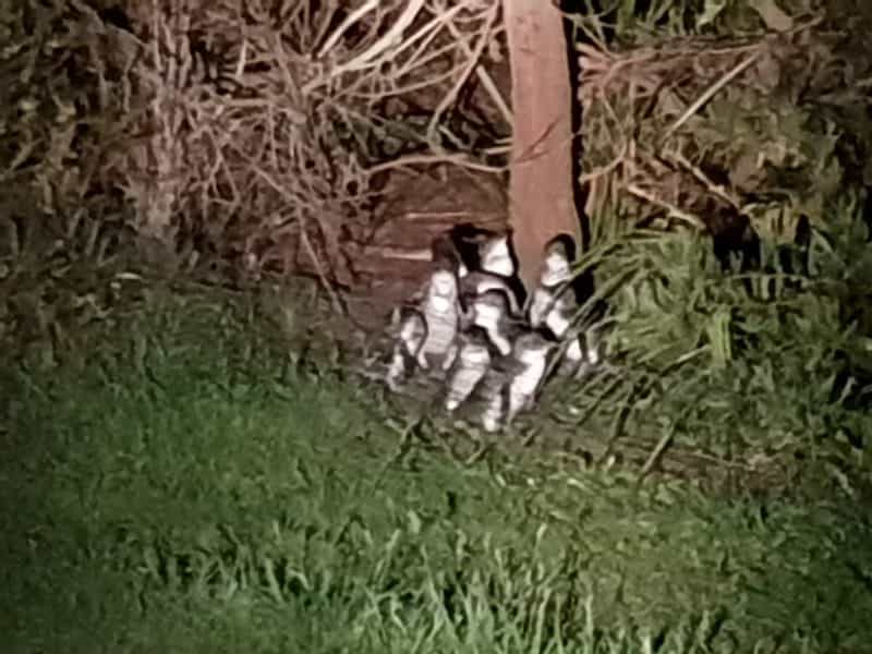 Little Penguins