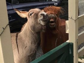Kymmik Cottage - donkeys
