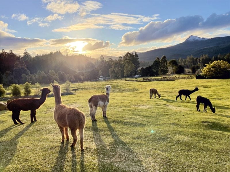 Alpacas grazing next to the cabins