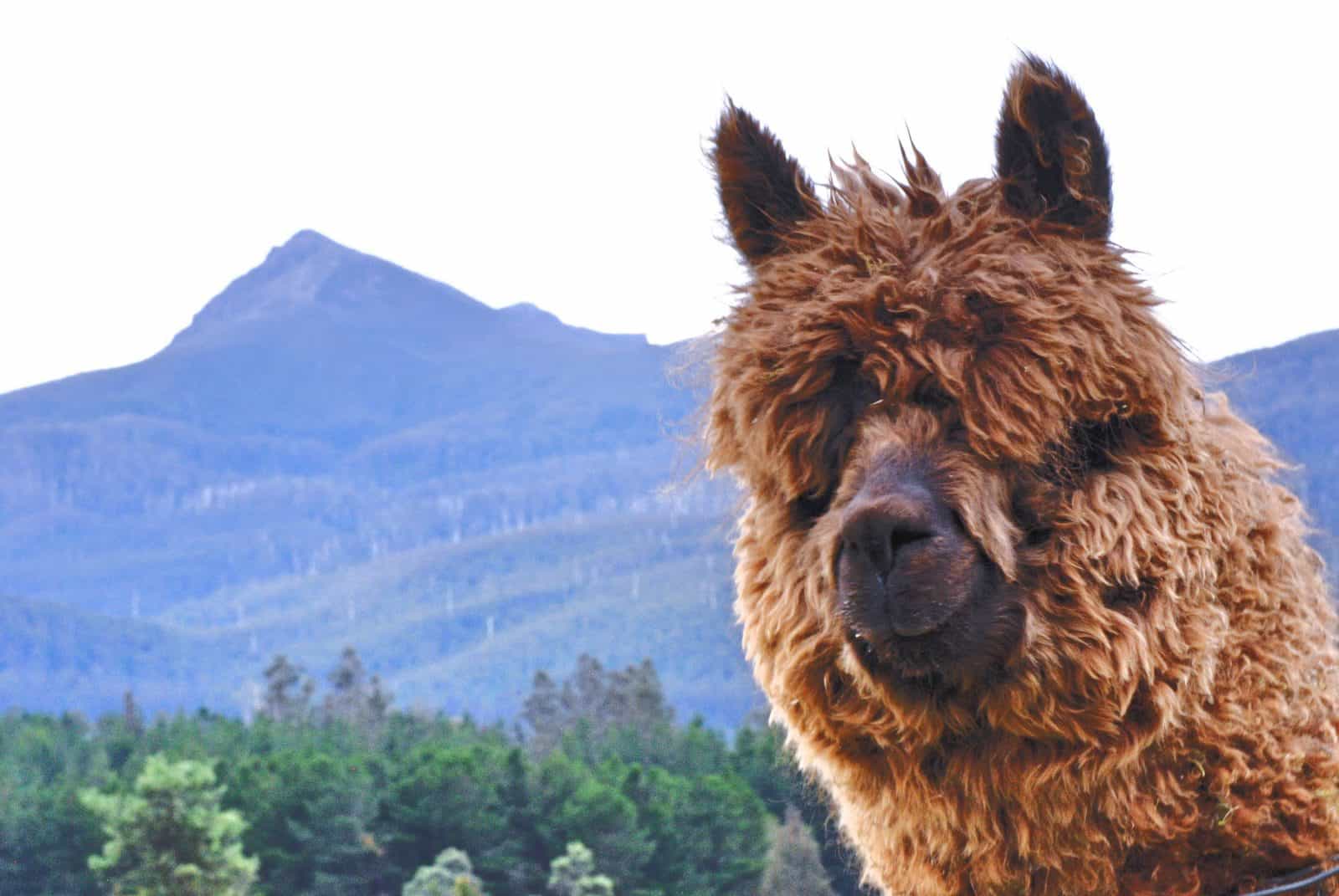 Maydena Mountain Cabins alpacas and mountain views