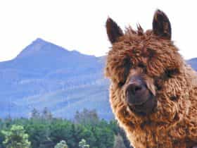 Maydena Mountain Cabins alpacas and mountain views