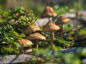 Arthur River Camping