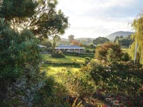 Garden with Studios nin background