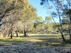 Sheoak Woodland By The Sea