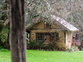 Mud Brick Outbuilding with a plum tree overhead