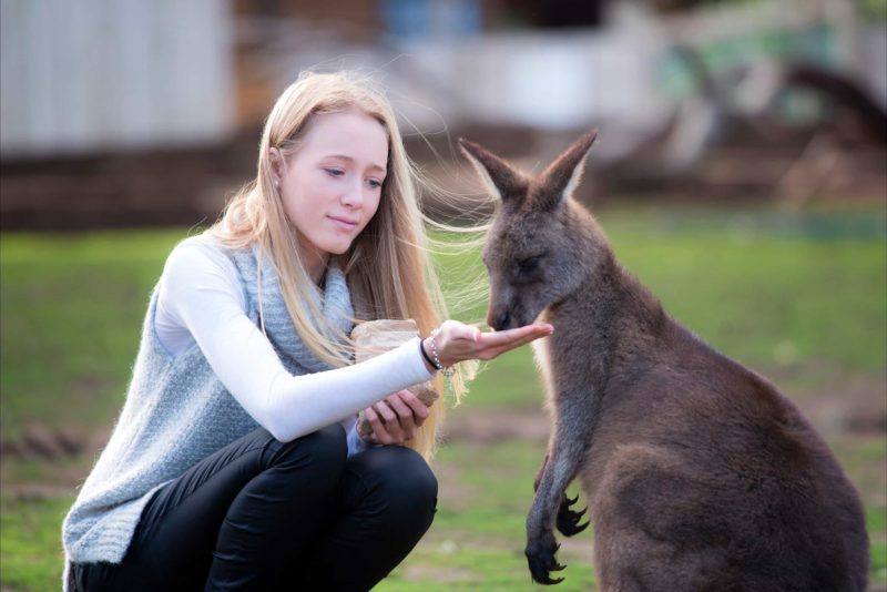 Woman hand feeding a kangaroo at Bonorong Wildlife Sanctuary