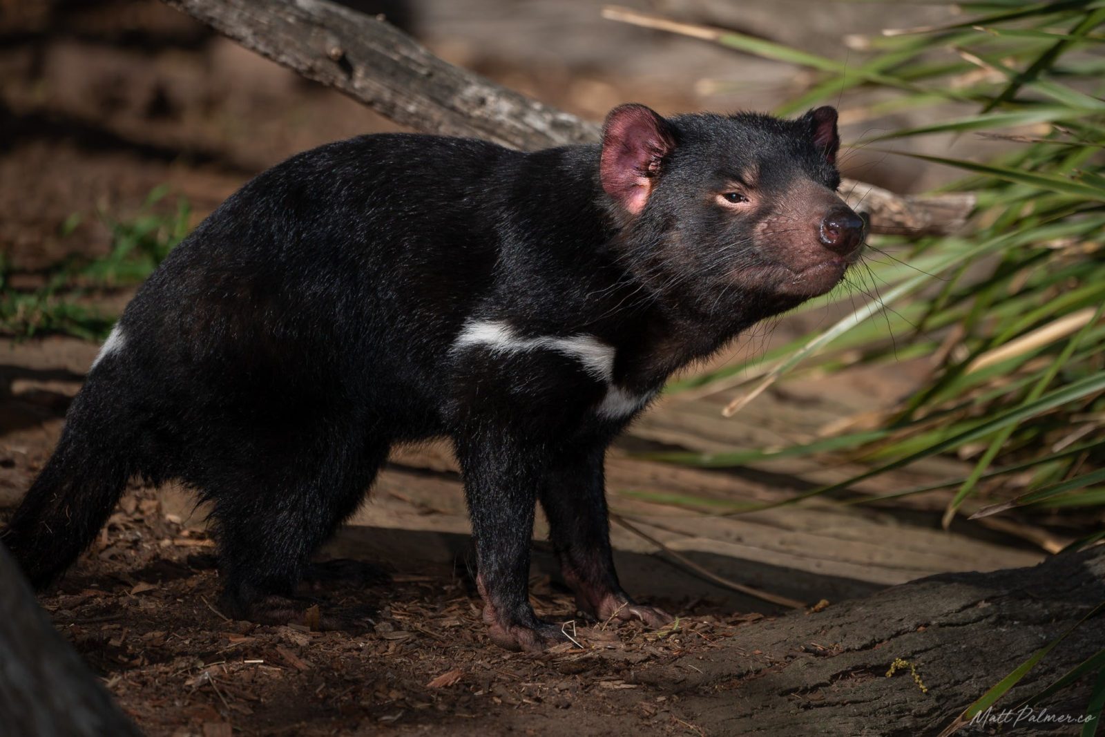 Tasmanian devil