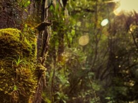 Creepy Crawly Nature Trail