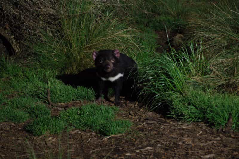 Devil observed at night time