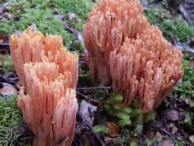 Fungi on Dooleys Hill