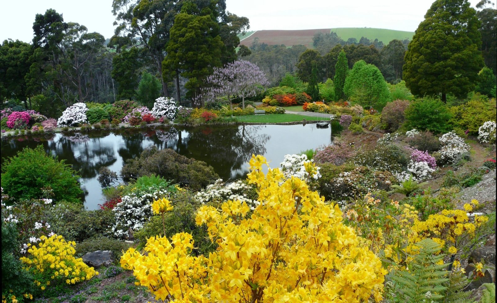 Flowers around Lake Grebe