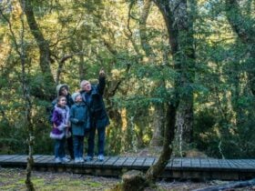 Walkers on the Enchanted Walk