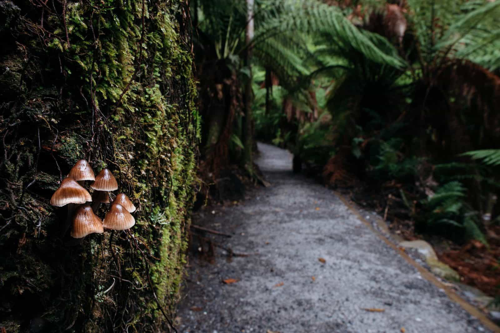 Fungi growing along Fern Glade track