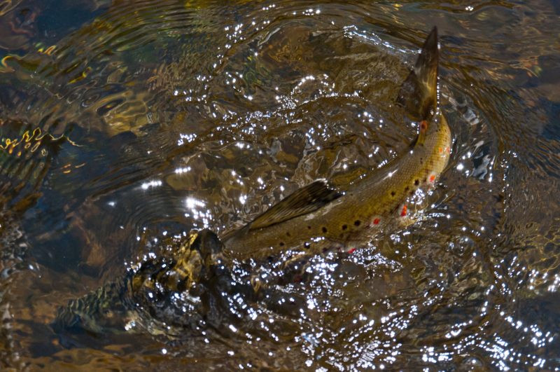 A fish in the shallow river water