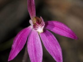 Robust Finger orchid