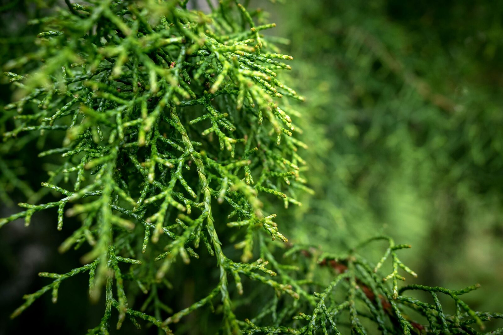 Huon Pine Walk - Great Short Walk