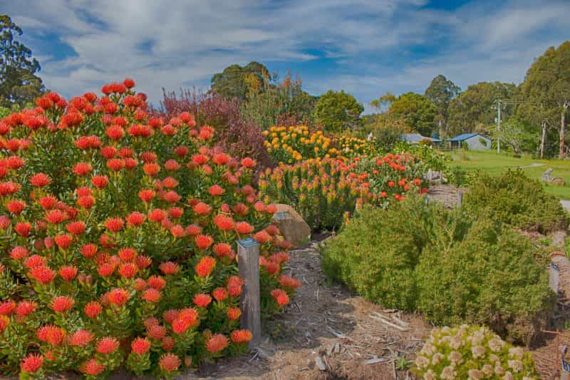 Inala Jurassic Garden
