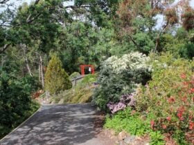 Gravel path, dappled light, shrubs in flower