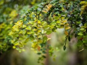 Kelly Basin - Great Short Walk