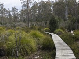 Lake St Clair Walks - Great Short Walk