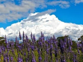 Beautiful cloud over Lavender at Lavender House Perfumery