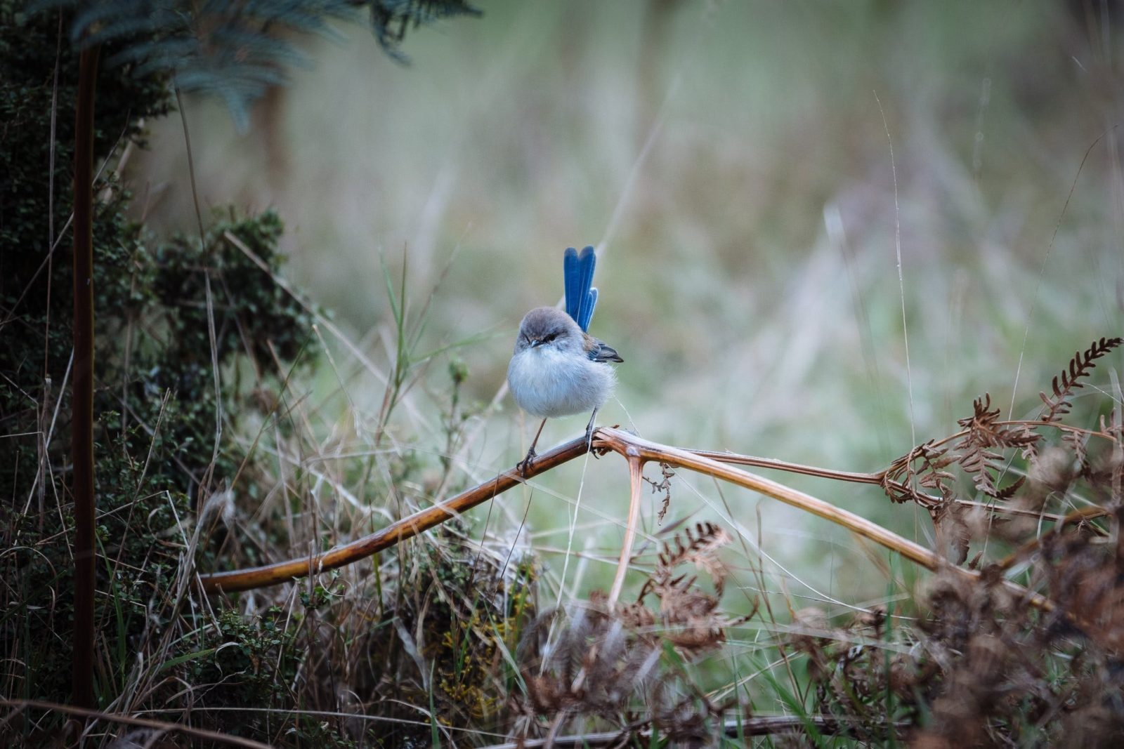 Superb Blue Fairy Wren