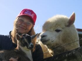 girl with alpaca and goat