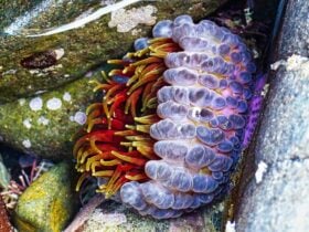 Southern sea anemone