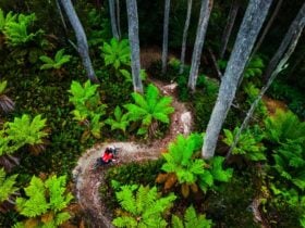 Rider amongst ferns on Maydena Wilderness Trail