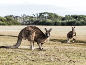 Narawntapu National Park