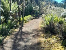 North East Tasmania Rail Trail