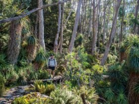 Walker on Pandani Grove - Great Short Walk