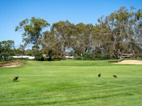 Golf green, with a bunker either side, native hens in foreground