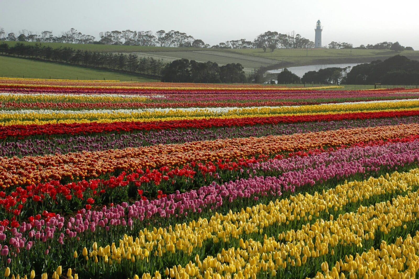 Tulips table cape spring lighthouse