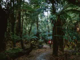 Tarkine Forest Reserve