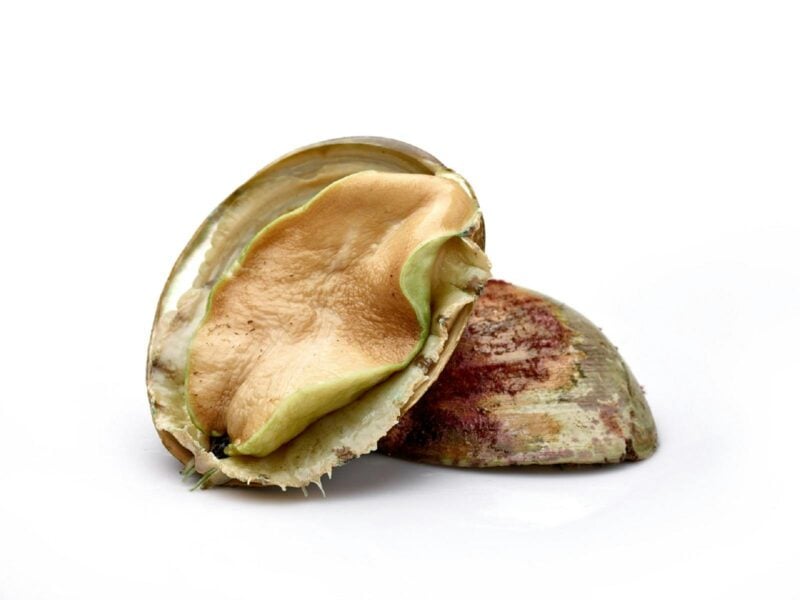 Live Wild Caught Greenlip Abalone