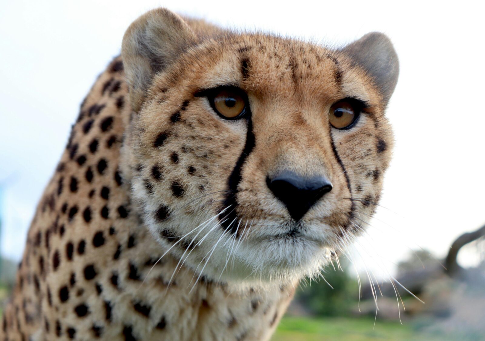 Cheetah