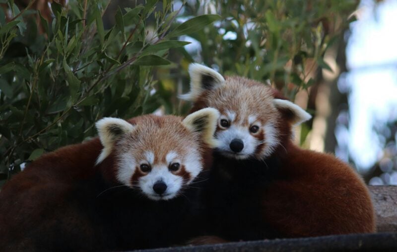 Red panda