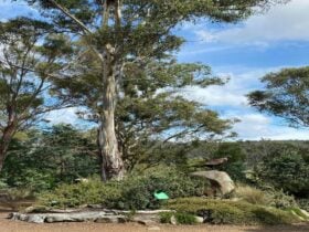 Buckland Bushland Garden