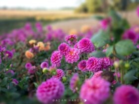 Summer garden tourism. Dahlia, The patch,